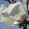 Magnolia kobus 'Norman Gould'