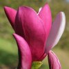 Magnolia 'Old Port' at Junker's Nursery