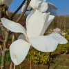 Magnolia 'Patty' at Junker's Nursery