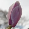 Magnolia 'Paul Cook' at Junker's Nursery