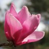 Magnolia 'Pink Butterfly' at Junker's Nursery