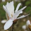 Magnolia x loebneri 'Pink Cloud' at Junker's Nursery