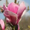 Magnolia 'Purple Globe' at Junker's Nursery