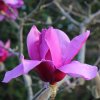 Magnolia 'Purple Sensation' at Junker's Nursery