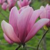 Magnolia 'Red Lion' at Junker's Nursery