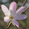 Magnolia x proctoriana 'Robert's Dream' at Junker's Nursery