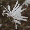 Magnolia stellata 'Rosea' at Junker's Nursery