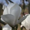 Magnolia 'Sayonara' at Junker's Nursery