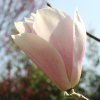 Magnolia 'Siddharta' at Junker's Nursery