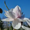 Magnolia campbellii 'Sir Harold Hillier' at Junker's Nursery