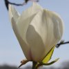 Magnolia 'Snow Goose' at Junker's Nursery