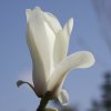 Magnolia 'String of Pearls' at Junker's Nursery