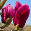 Magnolia 'Summer Rose' at Junker's Nursery