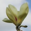 Magnolia 'Suntown' at Junker's Nursery