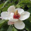 Magnolia x wieseneri 'Swede Made' at Junker's Nursery