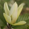 Magnolia 'Tanquility' at Junker's Nursery