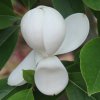 Magnolia sieboldii x virginiana at Junker's Nursery