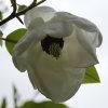Magnolia sieboldii ssp. sinensis 'Grandiflora'