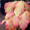 Parrotia persica - the first colour of autumn.