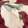 Parrotia persica Lamplighter