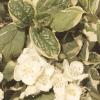 Philadelphus coronarius Bowles Variegated