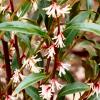 Sarcococca hookerana digyna
