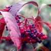 Viburnum nudum Pink Beauty - autumn colour and fruit