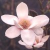 Magnolia Atlas
