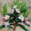 Daphne tangutica