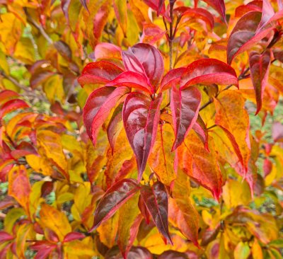 Cornus 'Blooming White Tetra'
