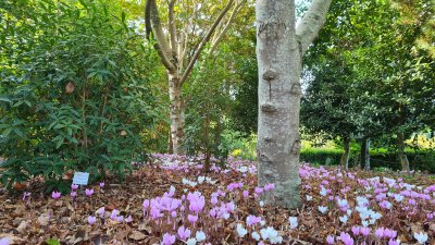 Daphne bholua 'Cobhay Coral' amongst Cyclamen hederifolium September 2022