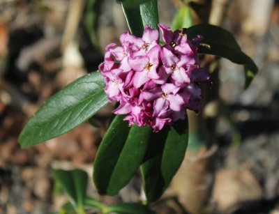 Daphne bholua 'Mary Rose' at Junker's Nursery