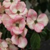 Cornus kousa 'Akabana' at Junker's Nursery