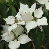 Cornus kousa 'All Summer' at Junker's Nursery