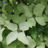 Cornus kousa 'Autumn Rose' at Junker's Nursery