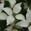 Cornus kousa 'Blue Shadow' bracts, at Junker's Nursery