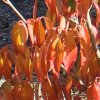 Cornus kousa 'Blue Shadow' autumn foliage, at Junker's Nursery