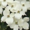 Cornus kousa 'Cherokee' bracts, at Junker's Nursery