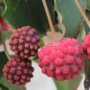 Cornus kousa 'Cherokee' fruit, at Junker's Nursery