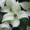 Cornus kousa 'China Girl' at Junker's Nursery