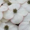 Cornus kousa 'Claudia' bracts, at Junker's Nursery