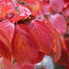 Cornus kousa 'Claudia' autumn foliage, at Junker's Nursery