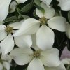 Cornus kousa 'Doubloon' at Junker's Nursery