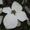 Cornus kousa 'Fanfare' at Junker's Nursery