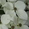 Cornus kousa 'Galilean' at Junker's Nursery