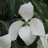Cornus kousa 'Greensleeves' at Junker's Nursery