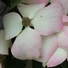 Cornus kousa 'John Slocock' at Junker's Nursery