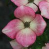 Cornus kousa 'Miss Satomi' bracts, at Junker's Nursery