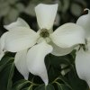 Cornus kousa 'Moonbeam' at Junker's Nursery