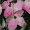 Cornus kousa 'National' bracts, at Junker's Nursery